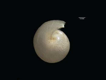 Media type: image; Malacology 297877